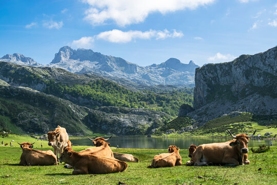 Herd of cows relaxing by Lake Ercina in an idyllic picture. Photograph taken in Los Picos de Europa, Asturias, Spain. 