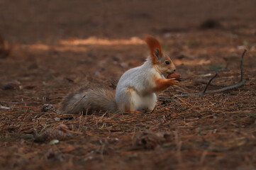 Cute red squirrel with nut in forest