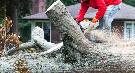 Man standing on a tree cutting it up with a chainsaw after a strom