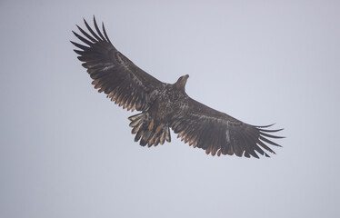 Fototapeta na wymiar Coomon buzzard flying on sky