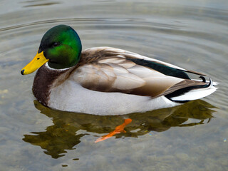 Beautiful drake swimming in transparent water on lake