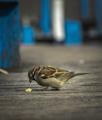 sparrow eating on lake deck