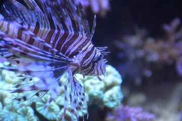 Lion Fish