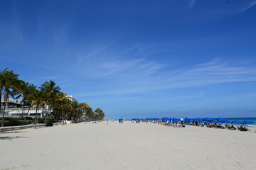 beach with palm trees 
