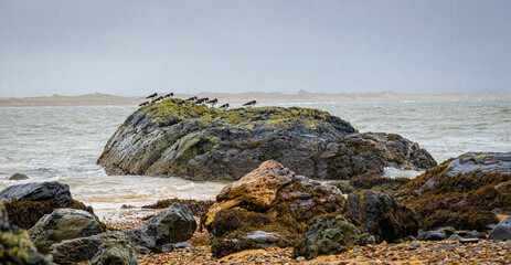 A view of oystercatchers on the Isle of Anglesey in Wales