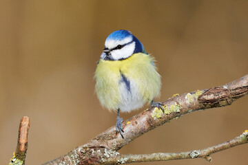 Blue tit (Cyanistes Caeruleus) fluffy bird on dry branch in the forest against natural background.
