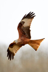 Red Kite in flight in winter