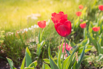 Abundance of spring red tulips