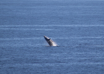Obraz premium Whale watching at Los Cabos