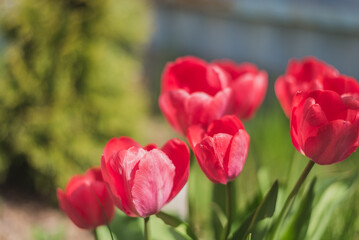 Pink tulip flowers in a summer garden.