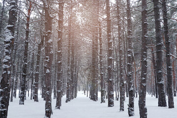 Fototapeta premium Picturesque view of beautiful forest covered with snow