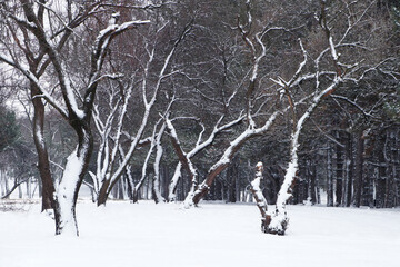 Picturesque view of beautiful forest covered with snow