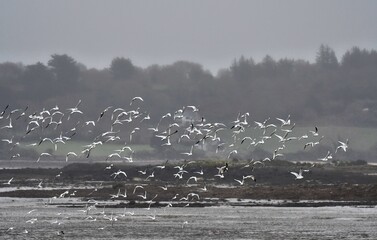 Flight of seabirds at seaside in Brittany. France