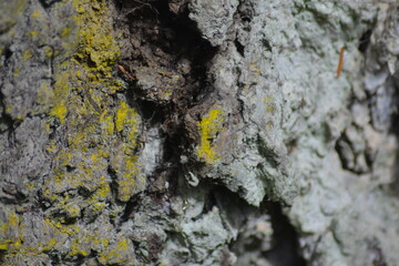 Rock Texture