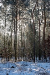 forest in the snow
