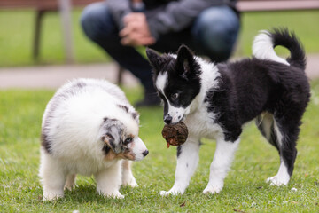 Dos cachorros de perro jugando en el parque. Uno invita al otro a coger un juguete