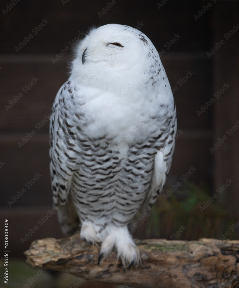 Poster closeup shot of a snowy owl bird standing on the branch on the blurred background