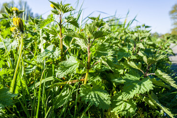 L'ortie, une plante urticante.