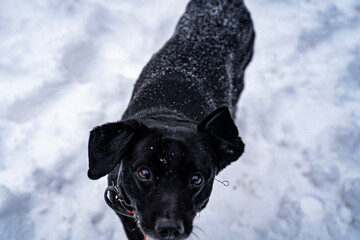 black labrador retriever