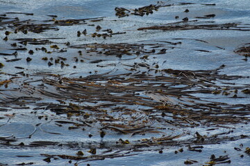 Seaweed in Ocean, water, waves