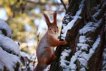 Naklejka na ściany i meble Cute squirrel on acacia tree in winter forest