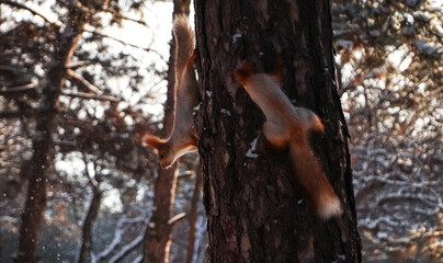 Cute squirrels on pine tree in winter forest