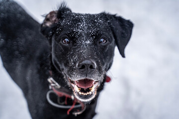 portrait of a dog