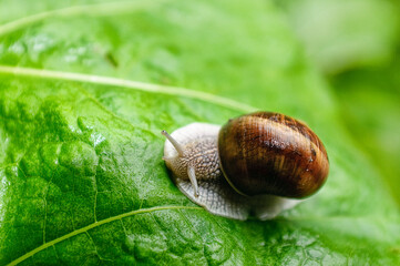 Snail on leaves