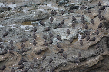 Birds on island in ocean