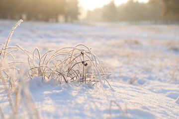 Dry plants covered with hoarfrost outdoors on winter morning