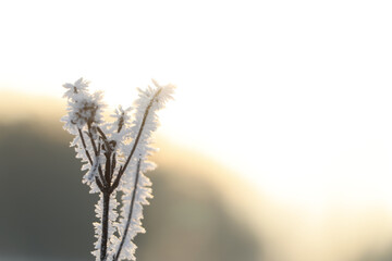 Dry plant covered with hoarfrost outdoors on winter morning, closeup. Space for text
