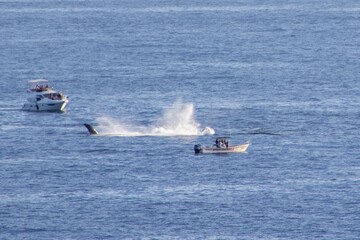 Whale watching season 2021 at Los Cabos. 