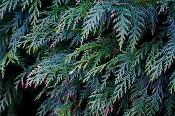 Close-up of western red cedar branches, England, UK