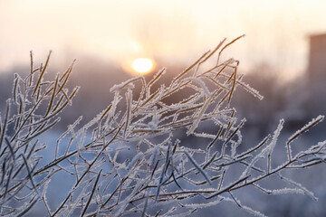 Dry plant covered with hoarfrost outdoors on winter morning, closeup