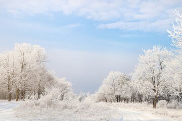 Fototapeta na wymiar Plants covered with hoarfrost outdoors on winter morning