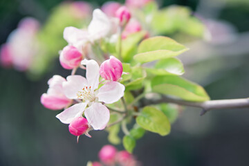 Fototapeta na wymiar pink blossom in spring, apple tree