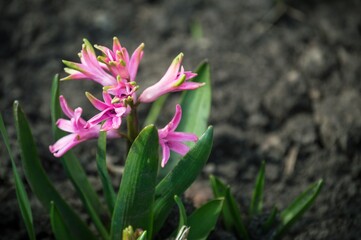 Bright pink inflorescence of a hyacinth flower