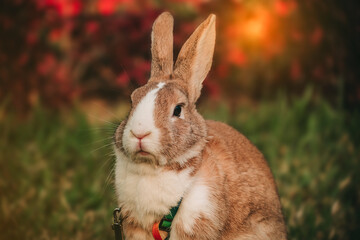 domestic rabbit in the sunset expression
