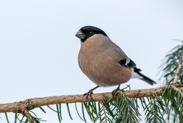 Eurasian bullfinch female ( Pyrrhula pyrrhula )