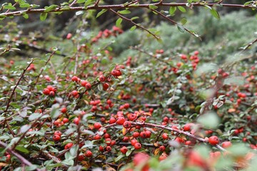 red berries on a bush