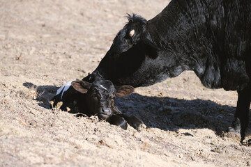 Black mom cow with baby calf in dirt, beef cattle farm.