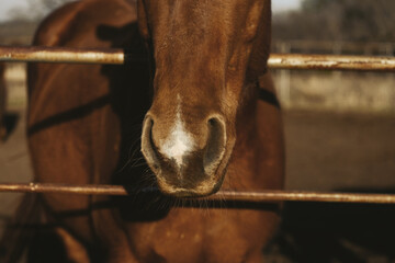 Rustic western horse on ranch close up from pen.