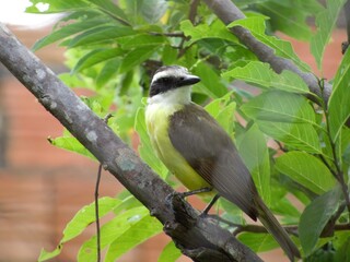 bird in the city of barra do bugres mt brazil