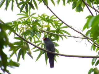 bird in the city of barra do bugres mt brazil