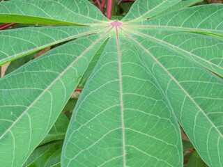 texture of nature from barra do bugres mt brasil