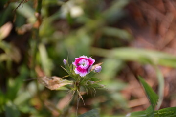 Pink and White Flower