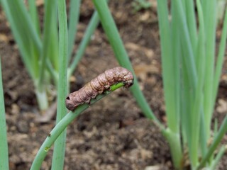 
insects and texture in nature from barra do bugres mt brasil