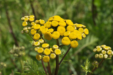 Tansy ordinary blooms in the wild