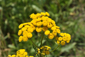 Tansy ordinary blooms in the wild
