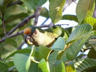 bird in the city of barra do bugres mt brazil